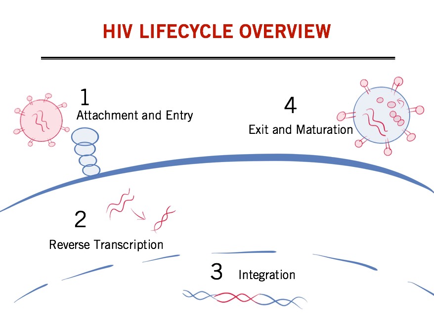 Diagram of HIV lifecycle.